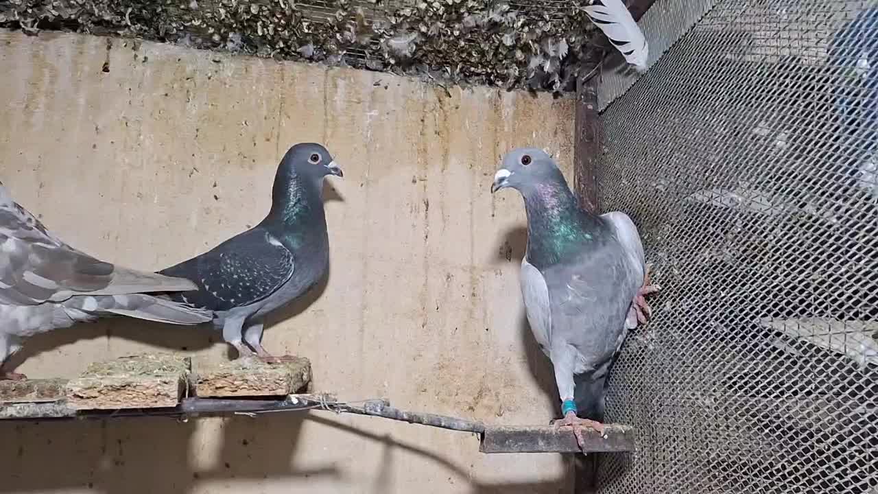 الماسی سینه سفید پلاکی پشت طاووسی|پرنده|مرودشت, دولت آباد|دیوار