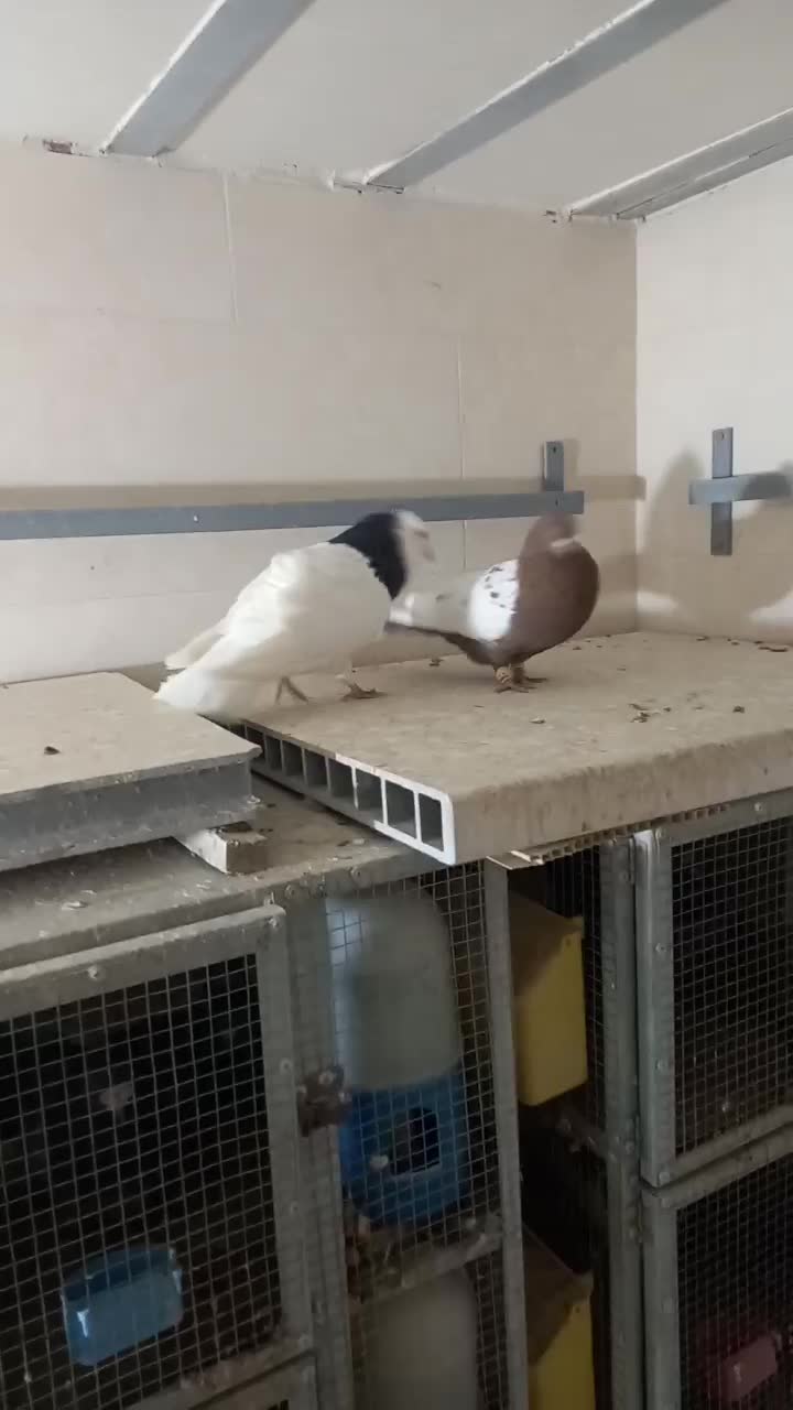 کفتر سینه سرخ نر وطوق سیاه نر|پرنده|صدرا-فارس, فاز ۲|دیوار