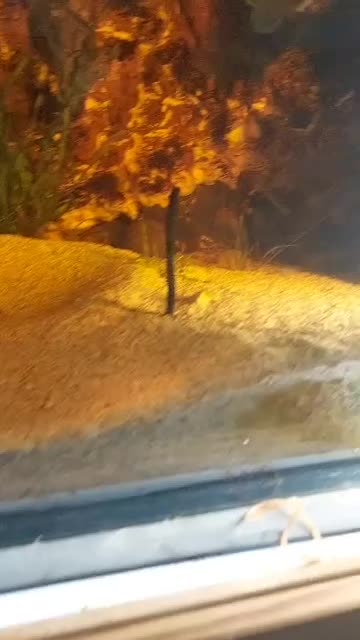 ماهی دیسکس و گورامی|ماهی|تهران, فردوس|دیوار