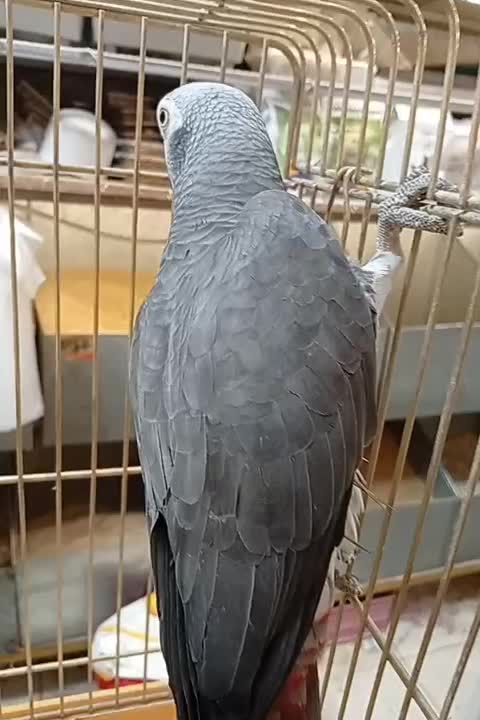 کاسکو ..شاه طوطی ..کاکاریکی|پرنده|شیراز, کوشک میدان|دیوار