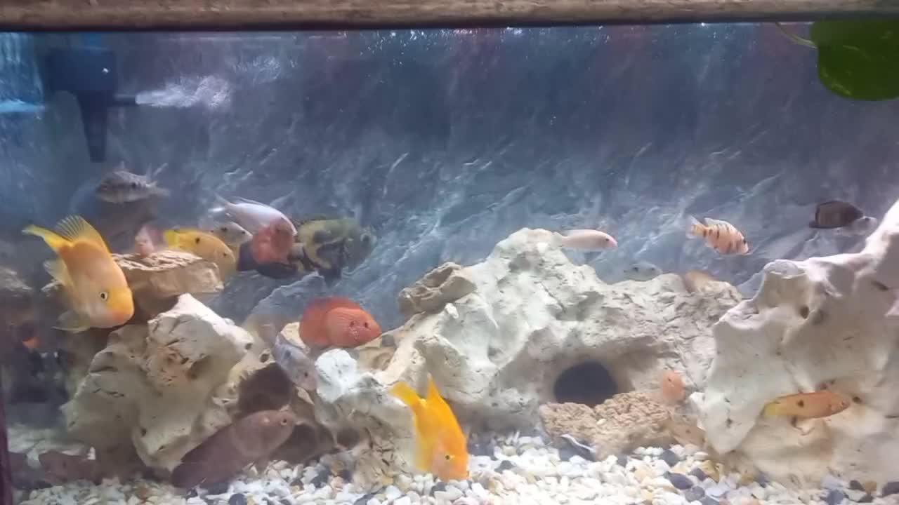 ماهی گوشت خار|ماهی|شیراز, شهرک ولیعصر|دیوار