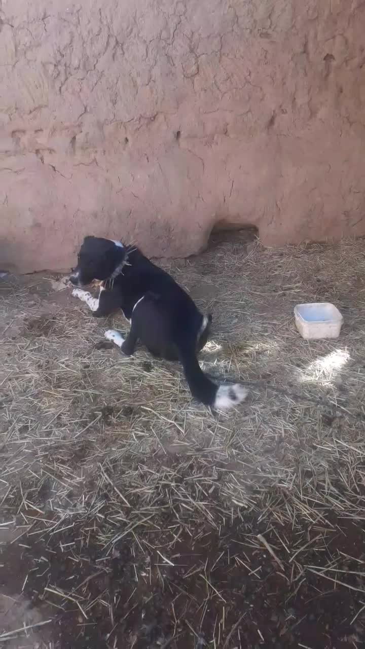 واگذاری سگ 3ساله|سگ|طاغنکوه, |دیوار