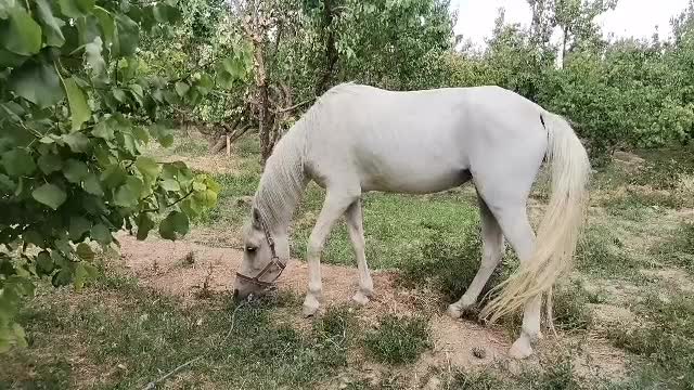 اسب سفید|اسب و تجهیزات اسبسواری|ابرکوه, |دیوار