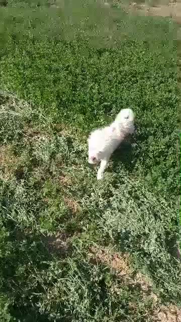 فروش  توافقی سگ شیتزو پاکوتاه|سگ|اصفهان, بهرام‌آباد|دیوار