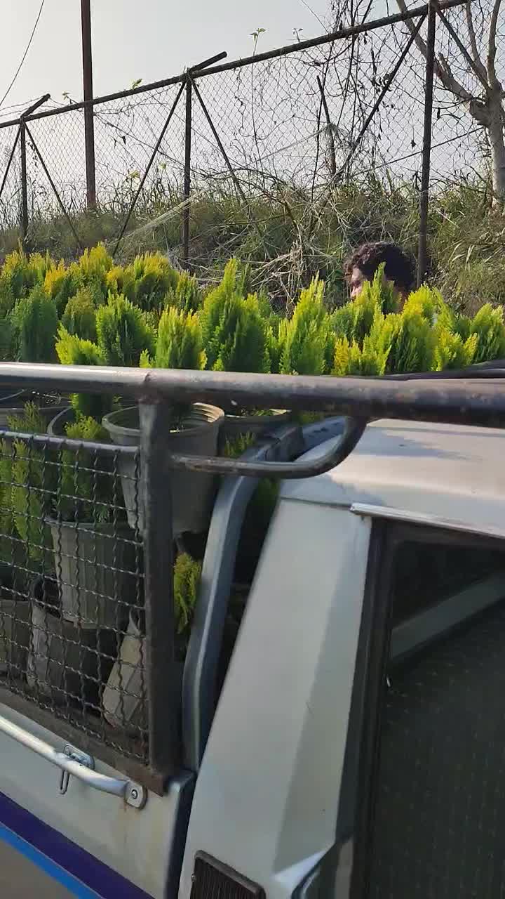 کاج کامیس نوکدار زعفرانی سبز سرطلا سایز۴|گل و گیاه طبیعی|آستانه اشرفیه, |دیوار