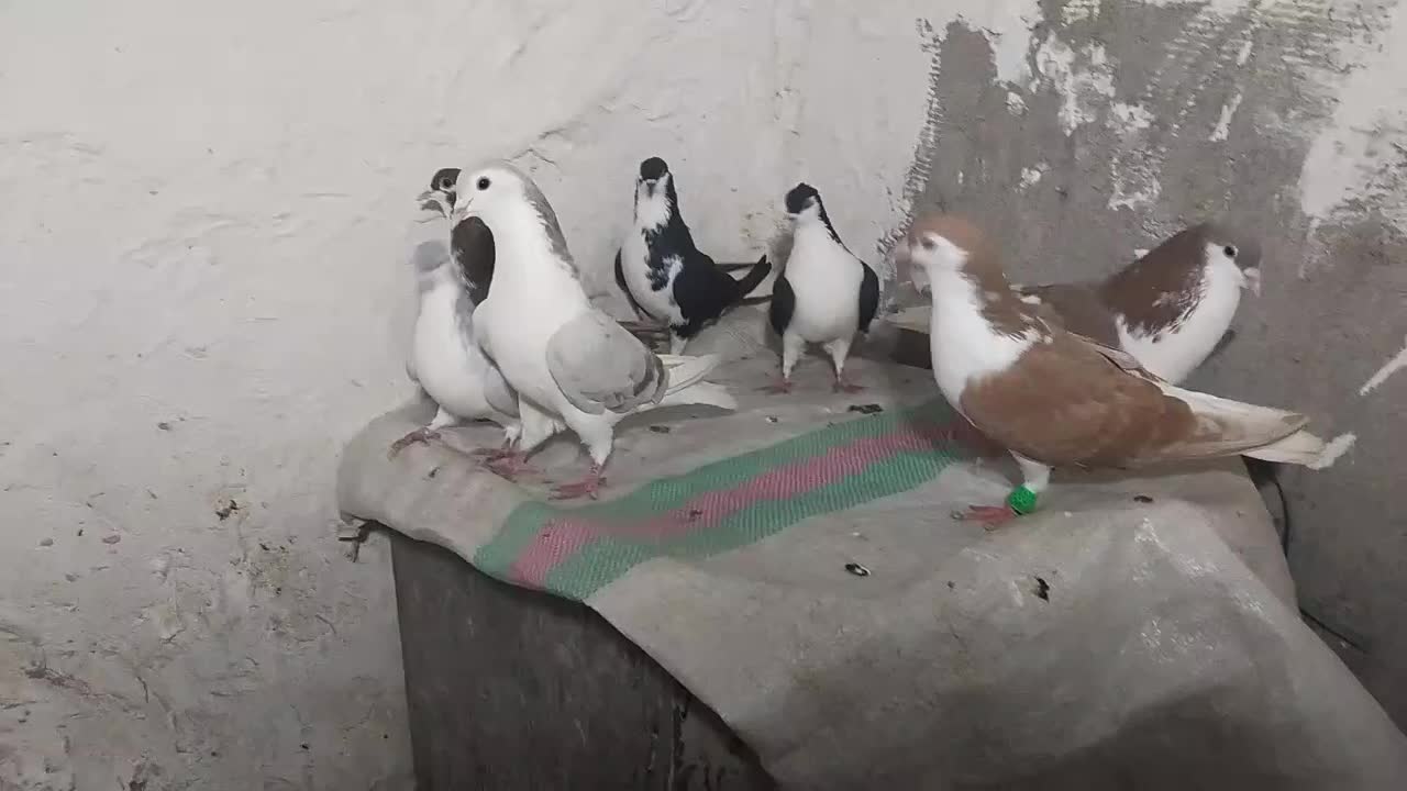 کبوتر|پرنده|نیشابور, مازول|دیوار