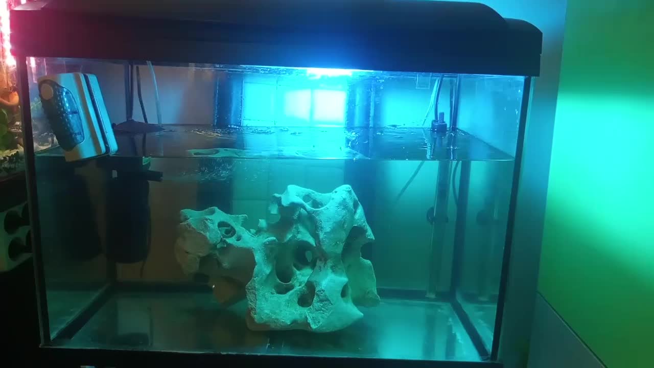 اکواریوم شرکتی|ماهی|تهران, افسریه شمالی|دیوار