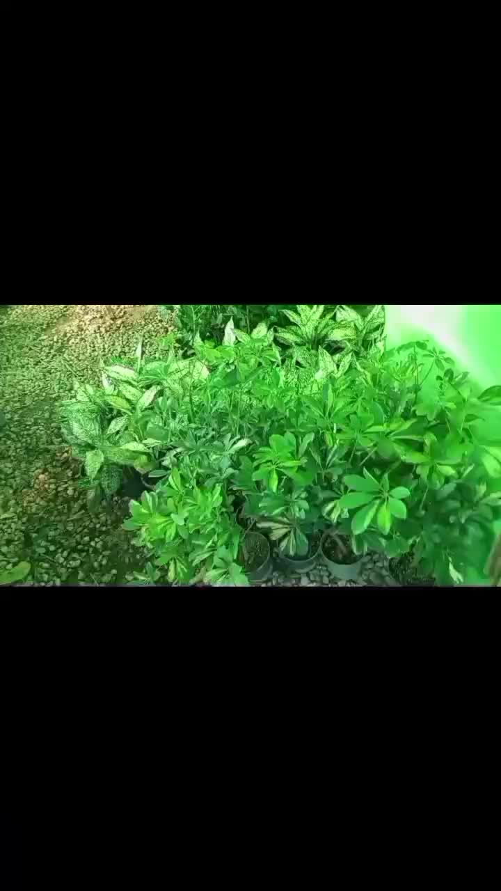 گل گلدان|گل و گیاه طبیعی|بندر ماهشهر, |دیوار