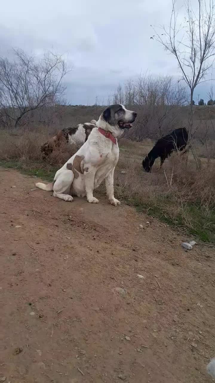 سگ البایی|سگ|انبارآلوم, |دیوار