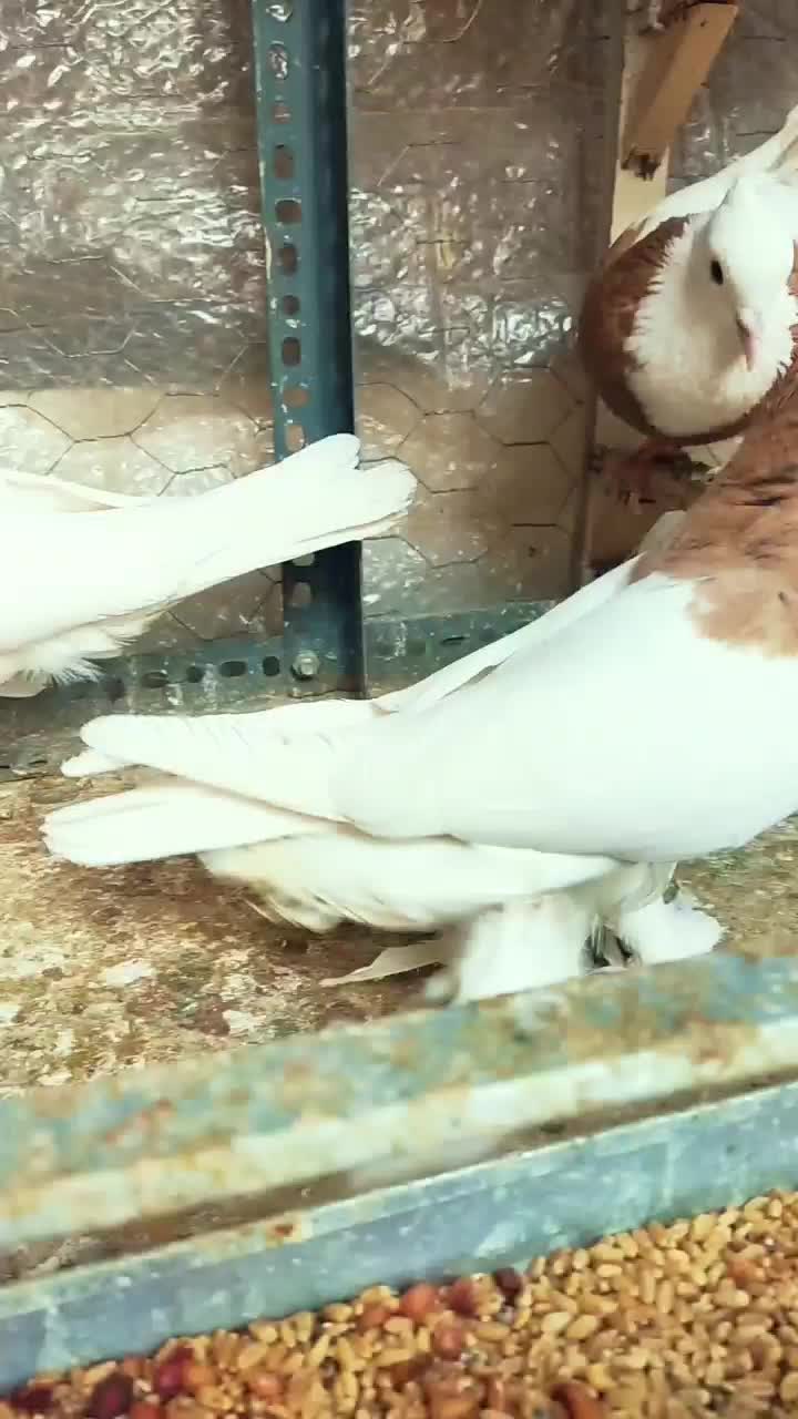 طوقی زرد خال سیاه کاکل پاپر|پرنده|شیراز, تندگویان|دیوار