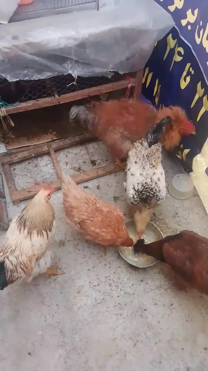 مرغ و خروس محلی|حیوانات مزرعه|تهران, بیسیم|دیوار