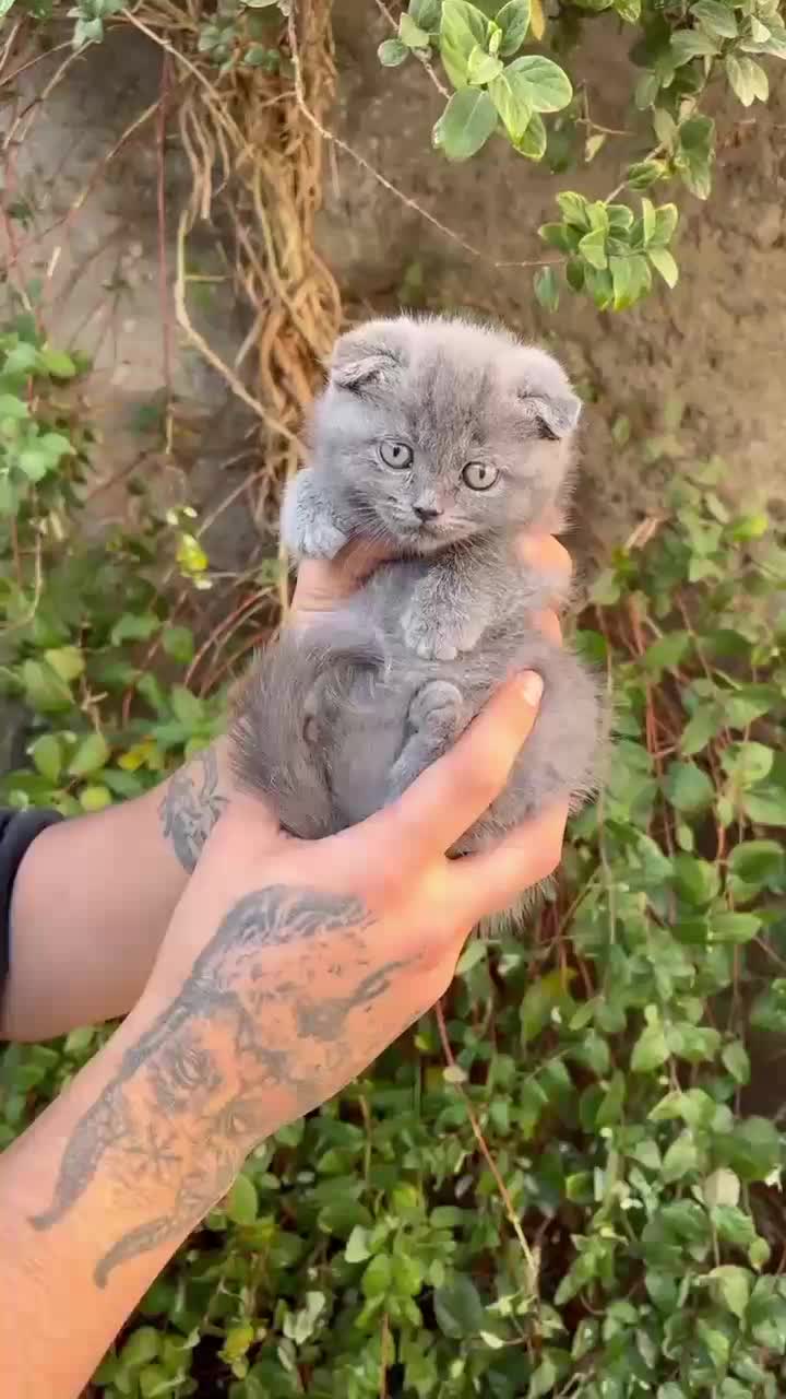 مناسب ترین پت آپارتمانی اسکاتیش|گربه|قائم‌شهر, |دیوار