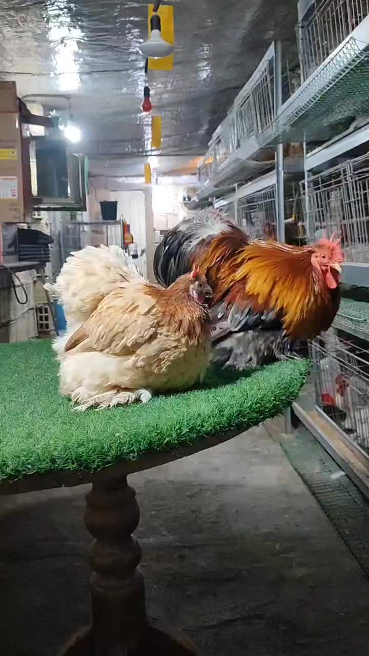 کوشین جاپنیز|حیوانات مزرعه|اصفهان, سروستان|دیوار