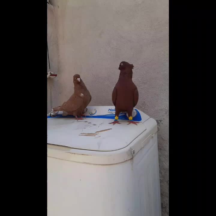 کبوتر|پرنده|اقبالیه, |دیوار
