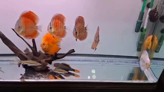 ماهی دیسکس وارداتی|ماهی|کرمان, |دیوار