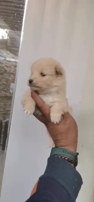 توله پامرانین|سگ|شیراز, شهرک گلستان شمالی|دیوار