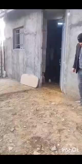 فروش یک راس نریان میکروچیپ دار|اسب و تجهیزات اسب‌سواری|کرمانشاه, |دیوار