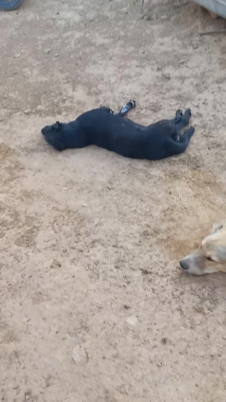 لاس قدرجونی|سگ|مسجد سلیمان, |دیوار