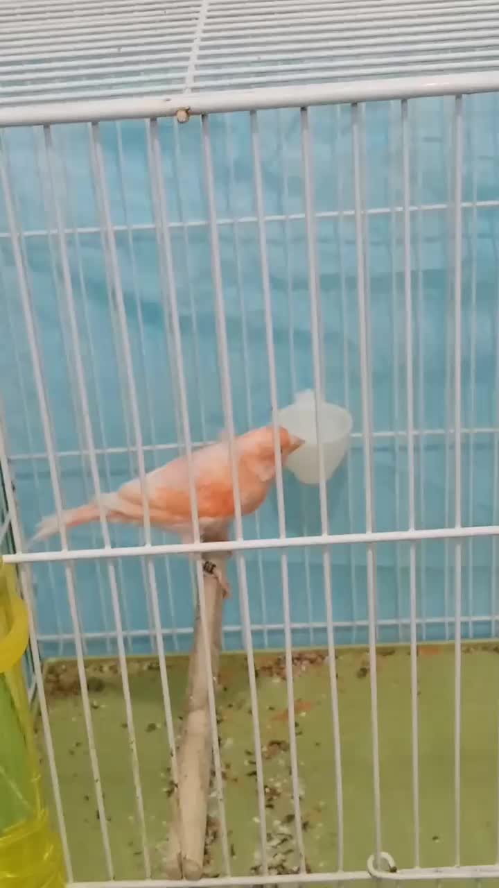 قناری|پرنده|زرند, |دیوار