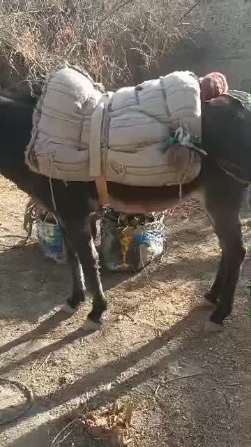 خرالاغ|حیوانات مزرعه|سراوان, |دیوار