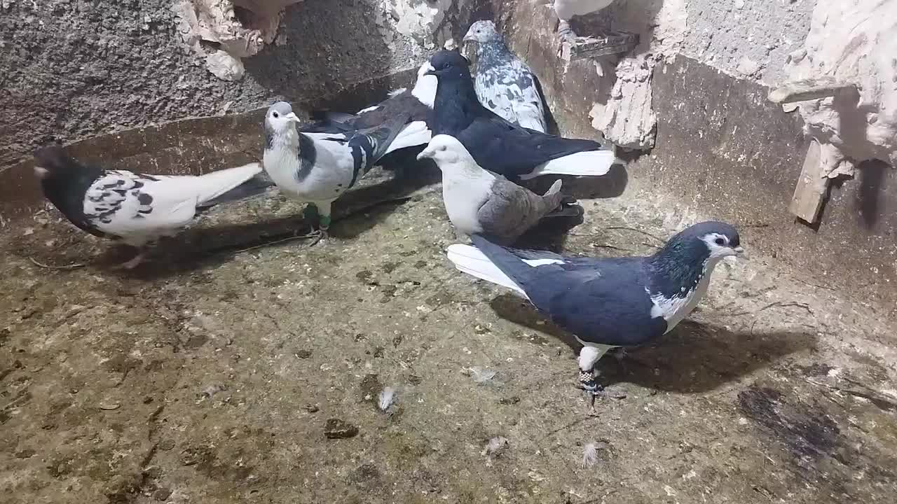 کبوتر پرش|پرنده|نیشابور, فرح بخش|دیوار