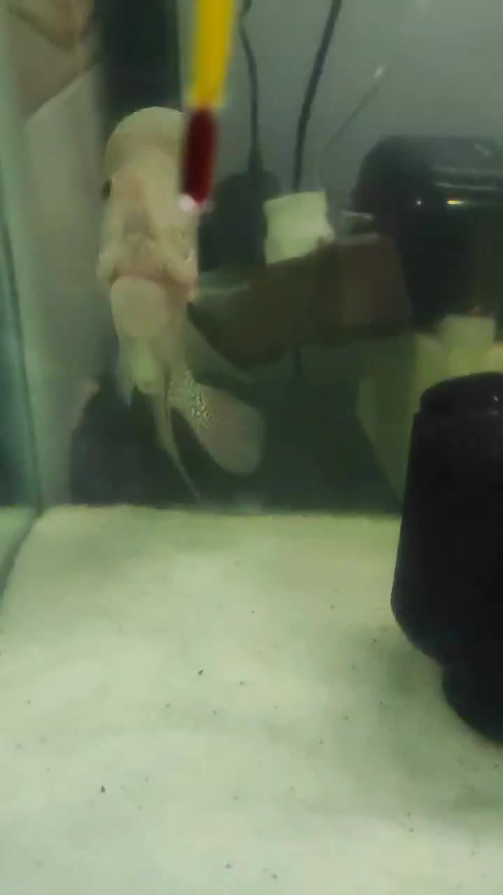 فلاور|ماهی|تبریز, |دیوار