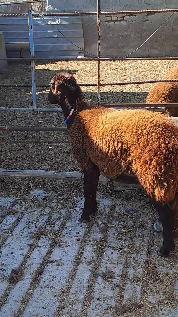 دوعدد طوقلی ماده زیر قوچی جنس نامبروان|پرنده|آق قلا, |دیوار