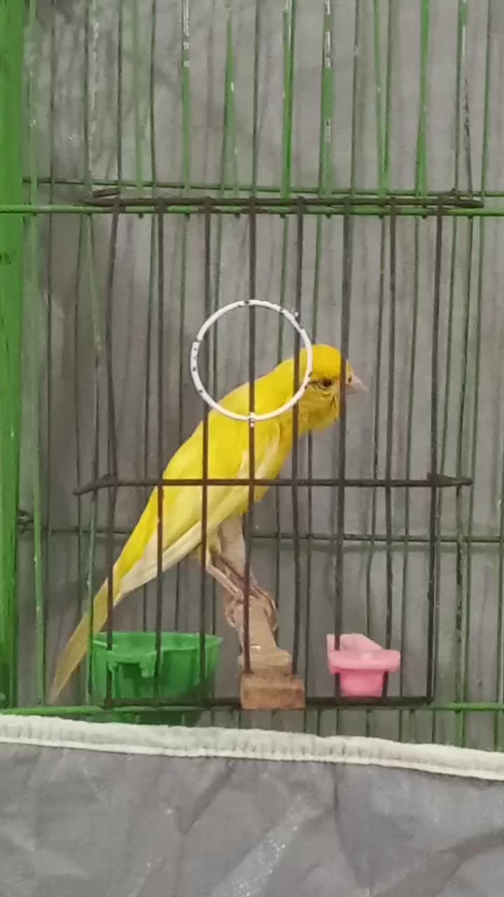 پرنده قناری|پرنده|کوهبنان, |دیوار