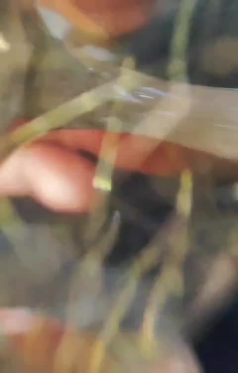 انگشتر دُر مو طلایی جهت معاوضه با انگشتر های|جواهرات|ایلام, |دیوار