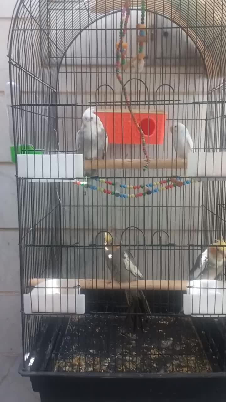 فروش عروس هلندی|پرنده|ملارد, |دیوار