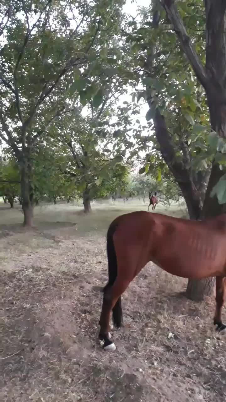 کره مادیون|اسب و تجهیزات اسبسواری|نهاوند, |دیوار