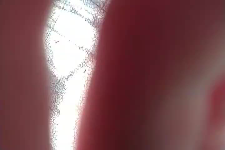 مرغ مینا|پرنده|تهران, آهنگ|دیوار