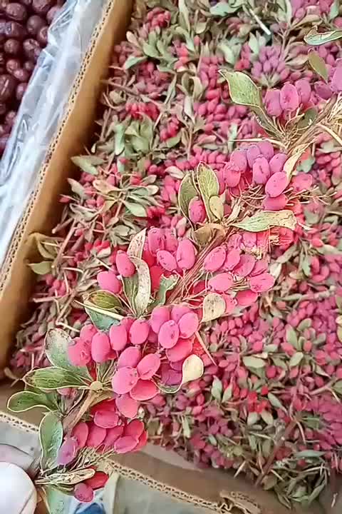 زرشک تازه عمده وکیلویی|خوردنی و آشامیدنی|مشهد, نیزه|دیوار