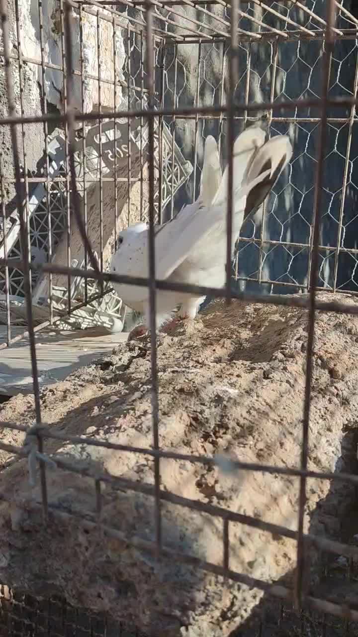 جوجه سار کاکلی|پرنده|تربتحیدریه, آغوی|دیوار