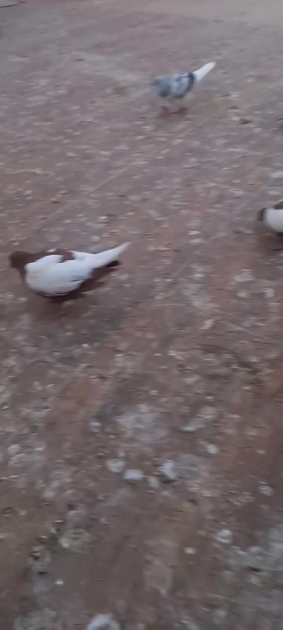 ۶ تا جوجه رنگی|پرنده|کاشمر, |دیوار