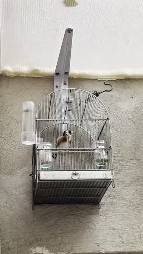 سهره نر ۳ ساله جفتی شیرینکار|پرنده|تهران, نارمک|دیوار