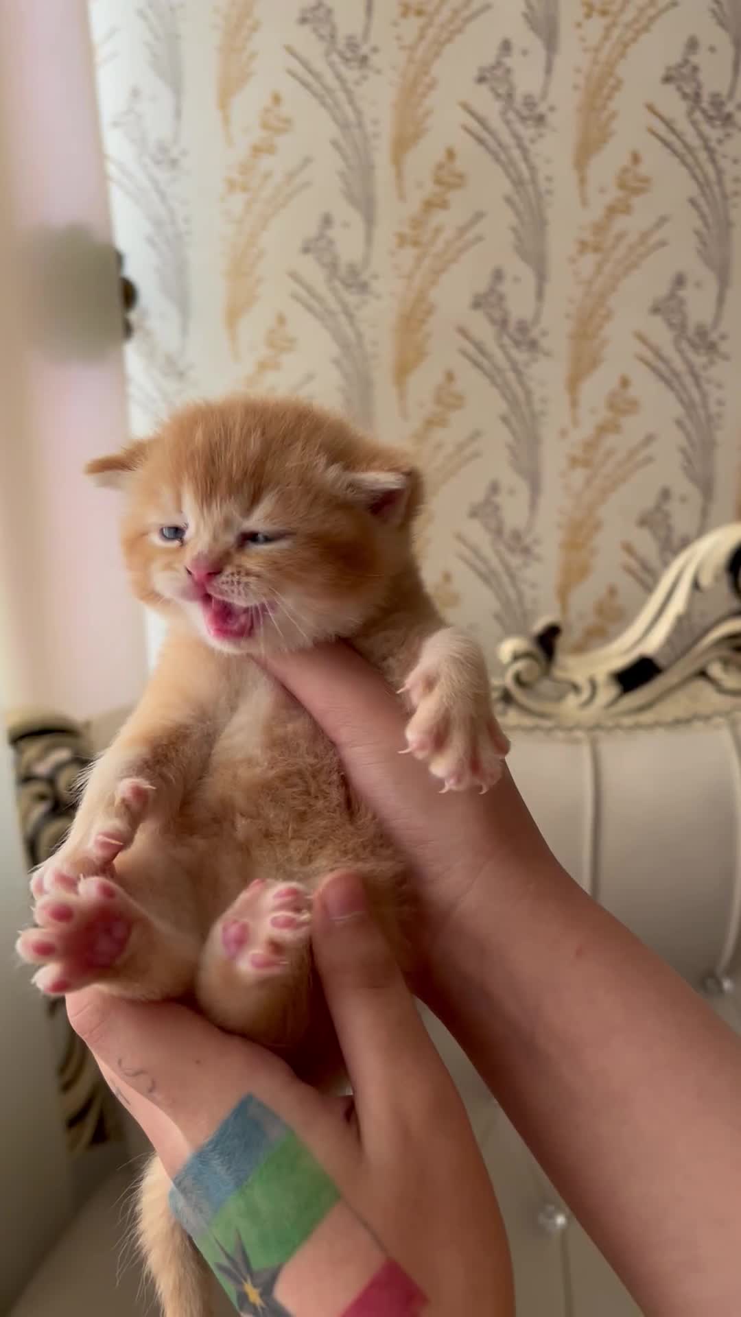 بیرتیش گلد و بلک گلد|گربه|گرگان, |دیوار