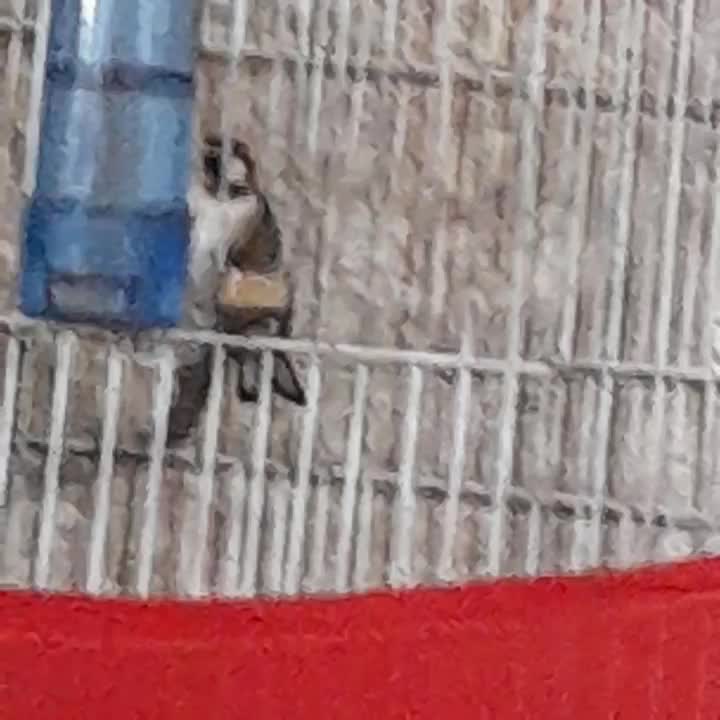 ماده سهره دوساله رو به مستی|پرنده|وحیدیه, |دیوار