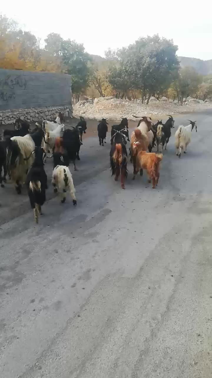 باسلام فروش 20 راس کهره نرگله ای|حیوانات مزرعه|کازرون, |دیوار