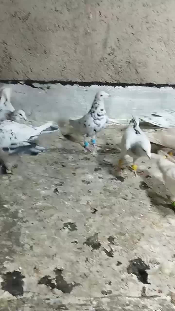 کبوتر|پرنده|تاکستان, |دیوار