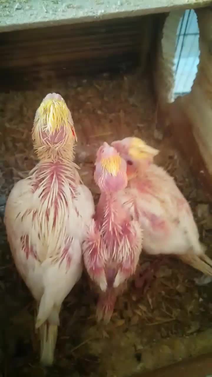 جوجه عروس|پرنده|شهرضا, |دیوار