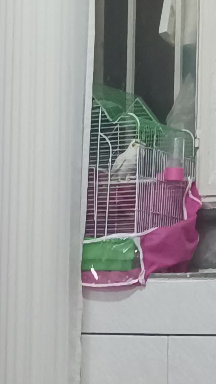 عروس هلندی سخنگو|پرنده|طبس, |دیوار