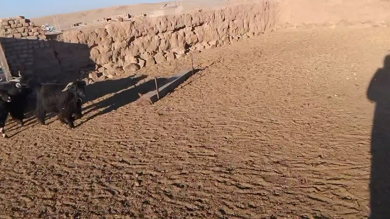 بره و بزغاله|حیوانات مزرعه|قائن, |دیوار