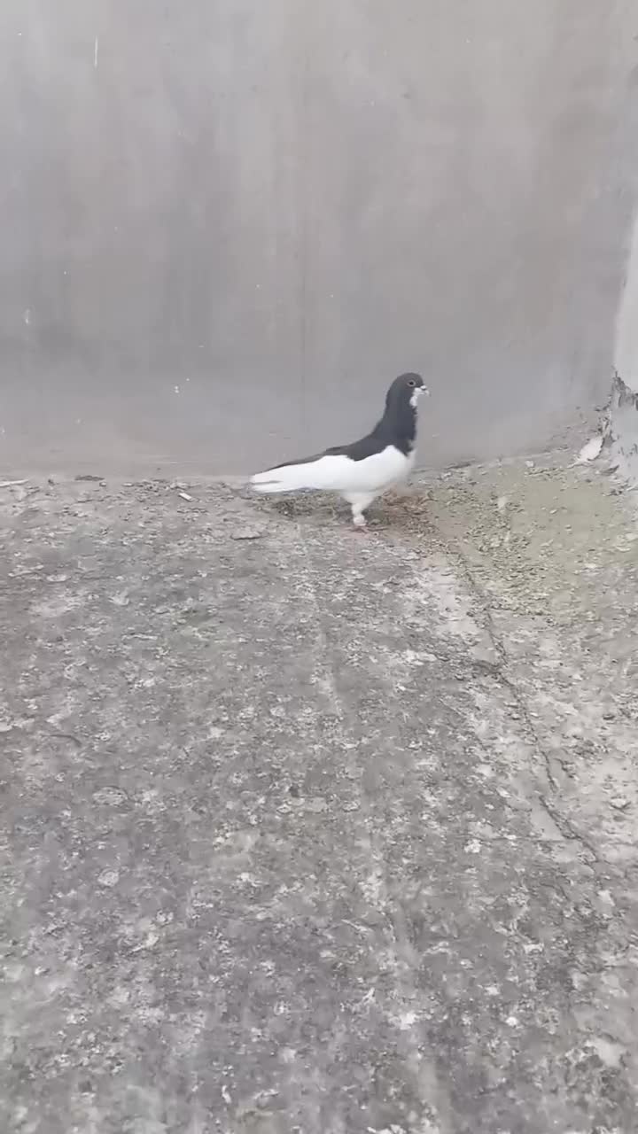 چپ سیاه شقه|پرنده|شیراز, وزیرآباد|دیوار