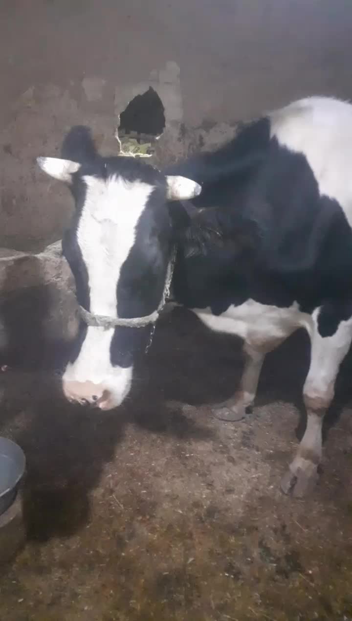 گاوتلیسه ابستن نزدیک زا|حیوانات مزرعه|دینور, |دیوار