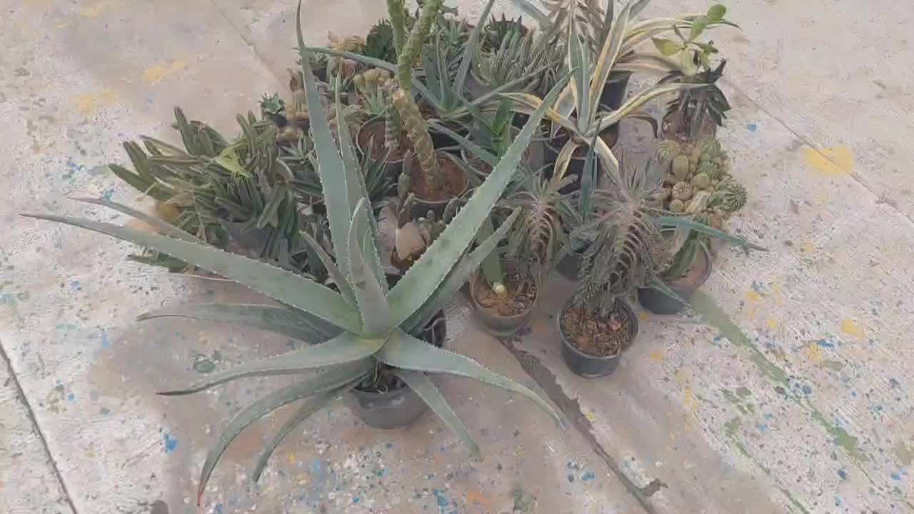 فروش تعدادی کاکتوس|گل و گیاه طبیعی|بهارستان, |دیوار