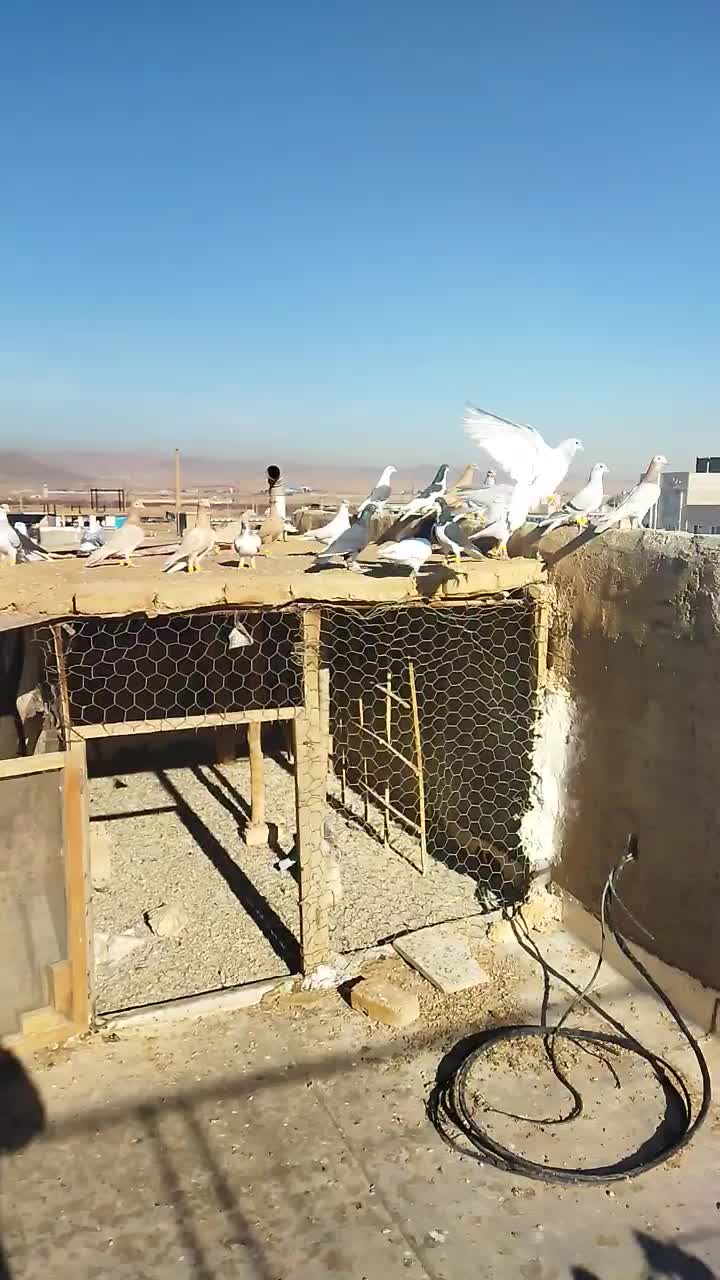 تعدادی کبوتر|حیوانات مزرعه|قزوین, |دیوار