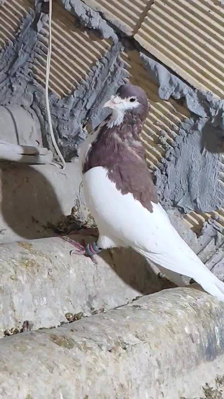 کبوتر.یال.روسری سرخ|پرنده|مبارکه, |دیوار