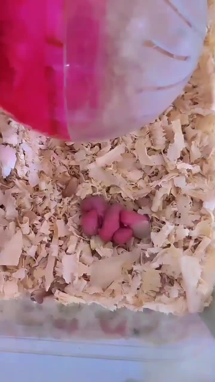 همستر کمپل مینیاتوری خاص چشم قرمز|موش و خرگوش|تهران, نازی‌آباد|دیوار