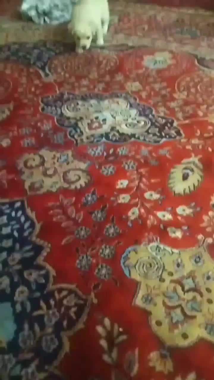 سگ پاپی|سگ|فارسان, |دیوار